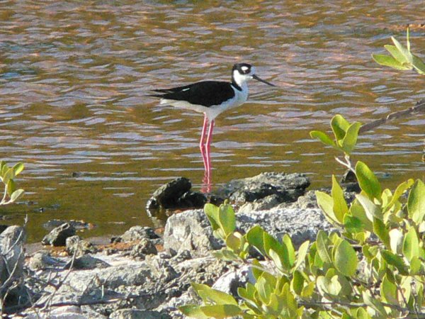 95- L'echassier black-necked stilt 